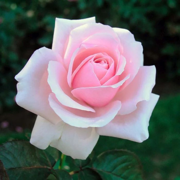 Савой хотел image Савой хотел Чайно-гибридные: Савой хотел